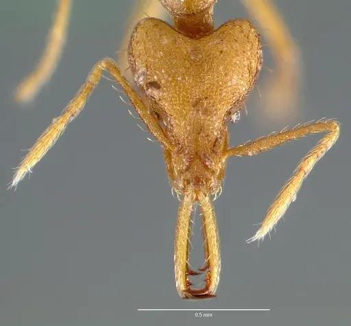 Strumigenys norax - CASENT0005614