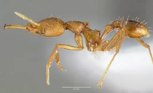 Strumigenys norax - CASENT0005614