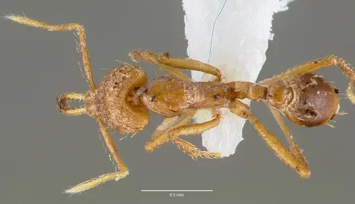 Strumigenys norax - CASENT0005615