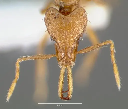 Strumigenys norax - CASENT0005615