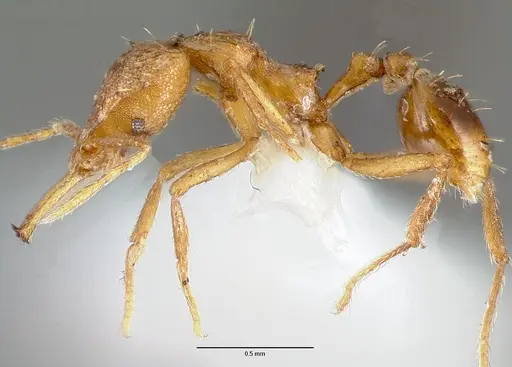 Strumigenys norax - CASENT0005615