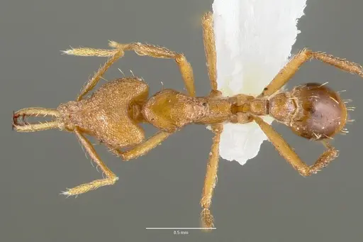 Strumigenys norax - CASENT0005616