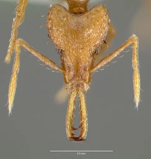 Strumigenys norax - CASENT0005616