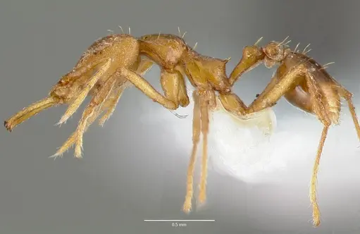 Strumigenys norax - CASENT0005616