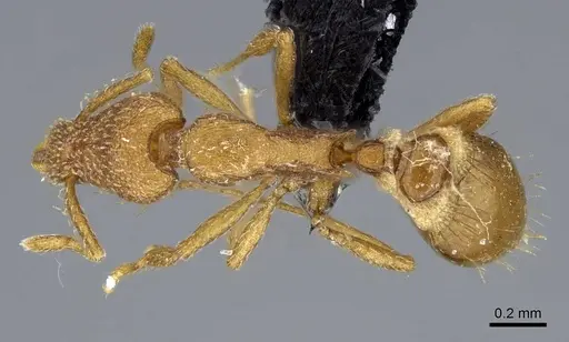 Strumigenys norax - CASENT0080173