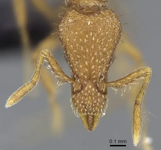 Strumigenys norax - CASENT0080173