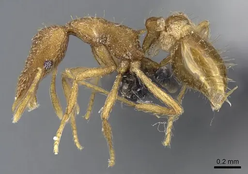 Strumigenys norax - CASENT0080173