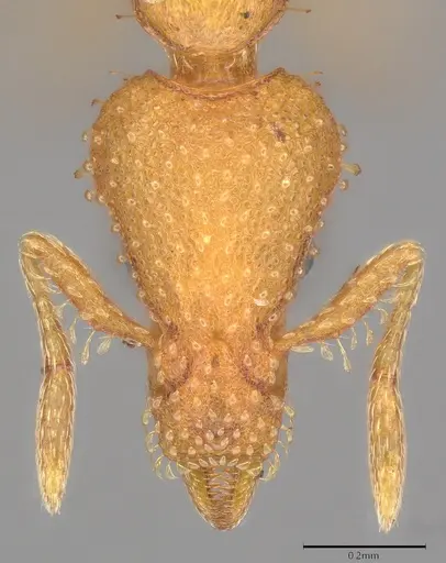 Strumigenys norax - CASENT0775853