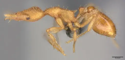 Strumigenys norax - CASENT0775853