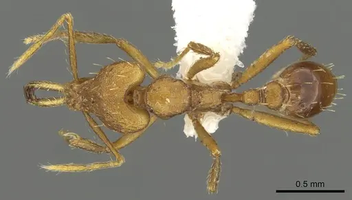 Strumigenys norax - CASENT0900711