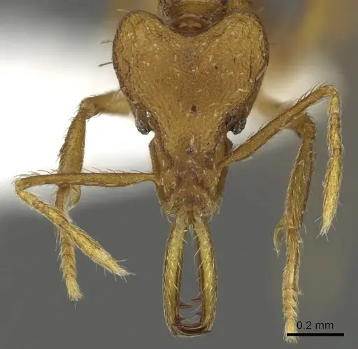 Strumigenys norax - CASENT0900711