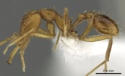 Strumigenys norax - CASENT0900711