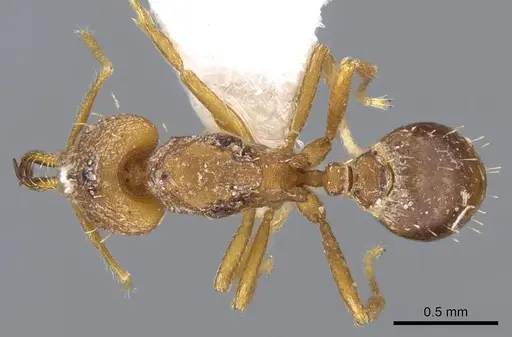 Strumigenys norax - CASENT0914771