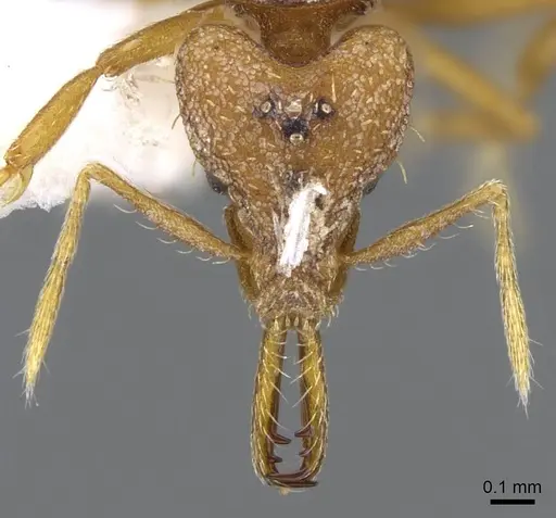 Strumigenys norax - CASENT0914771