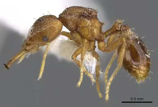 Strumigenys norax - CASENT0914771