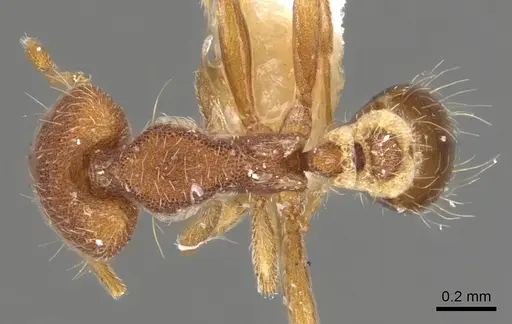 Strumigenys nothomopyx specimen