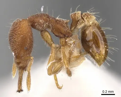 Strumigenys nothomopyx specimen