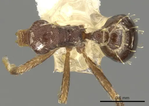 Strumigenys nubila specimen