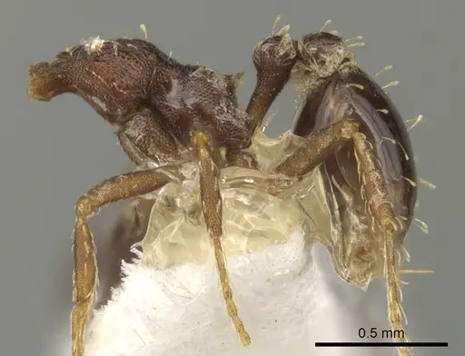 Strumigenys nubila specimen