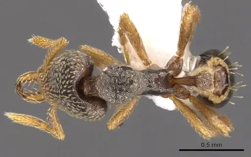 Strumigenys nummula specimen