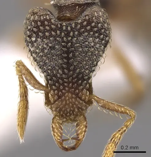 Strumigenys nummula specimen