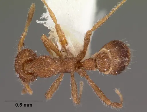 Strumigenys nykara specimen