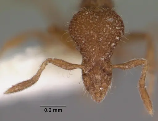 Strumigenys nykara specimen