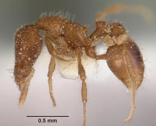 Strumigenys nykara specimen