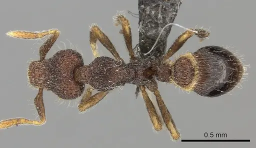 Strumigenys nykara - CASENT0235696