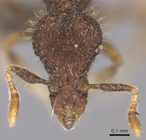 Strumigenys nykara - CASENT0235696