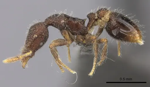 Strumigenys nykara - CASENT0235696