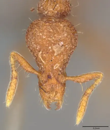 Strumigenys nykara - CASENT0785076