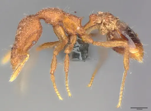 Strumigenys nykara - CASENT0785076