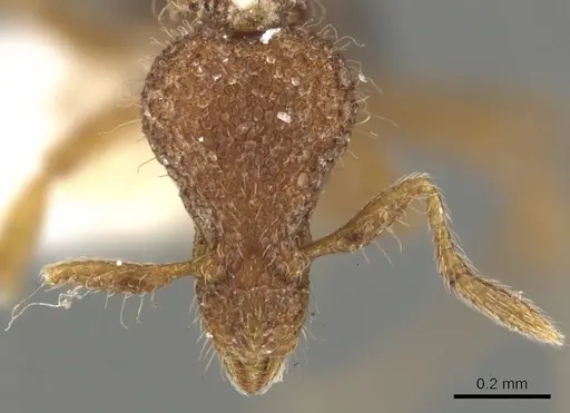 Strumigenys nykara - CASENT0900085