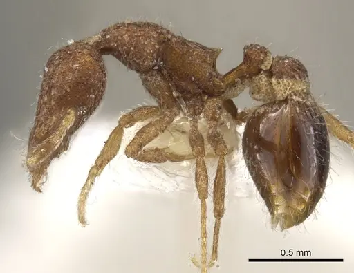 Strumigenys nykara - CASENT0900085