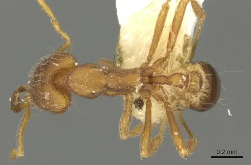 Strumigenys nysu specimen