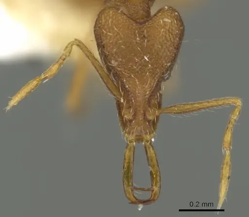 Strumigenys nysu specimen