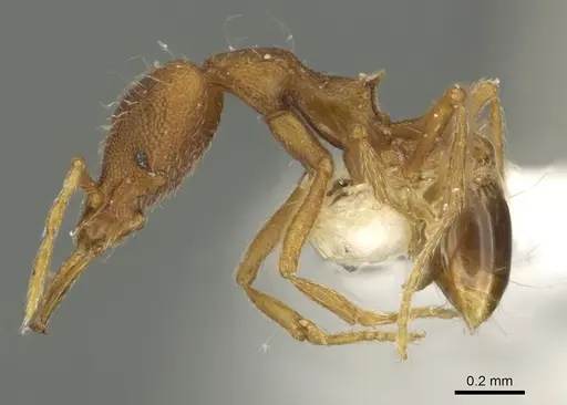 Strumigenys nysu specimen