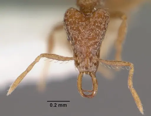 Strumigenys nytaxis specimen