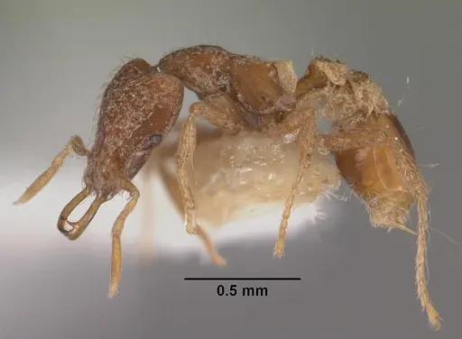 Strumigenys nytaxis specimen