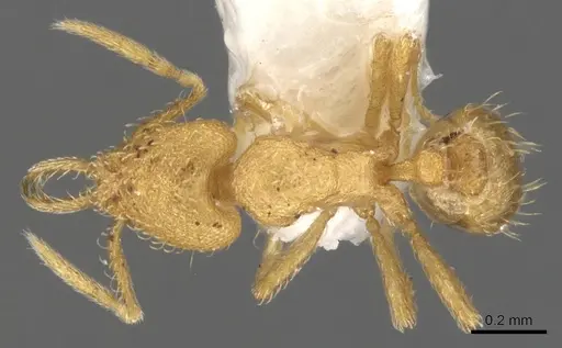 Strumigenys obliqua specimen