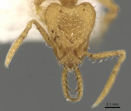 Strumigenys obliqua specimen