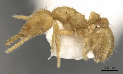 Strumigenys obliqua specimen