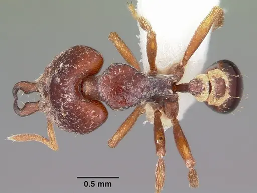 Strumigenys ochosa specimen