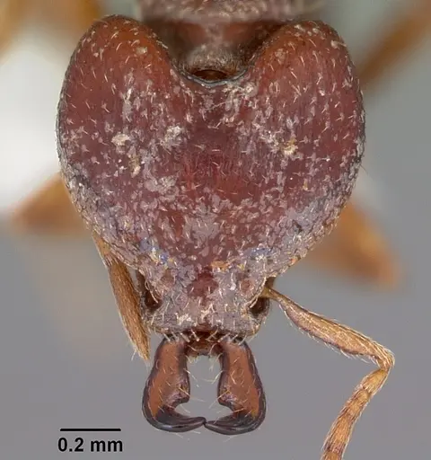 Strumigenys ochosa specimen