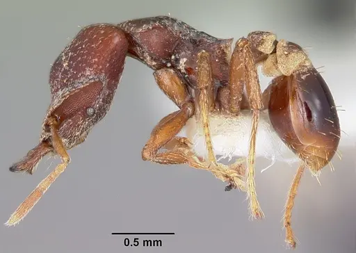 Strumigenys ochosa specimen