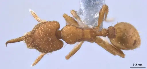 Strumigenys oconitrilloae specimen