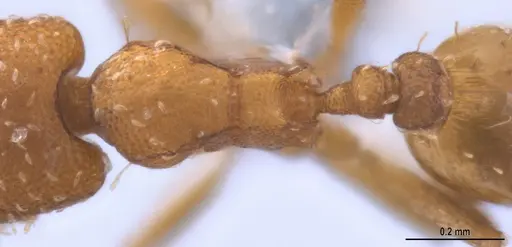 Strumigenys oconitrilloae specimen