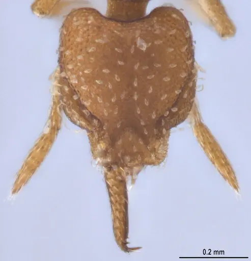 Strumigenys oconitrilloae specimen