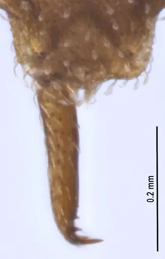 Strumigenys oconitrilloae - ANTWEB1053264